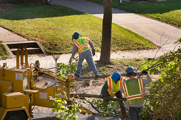 Best Arborist Consultation Services  in Spring, TX